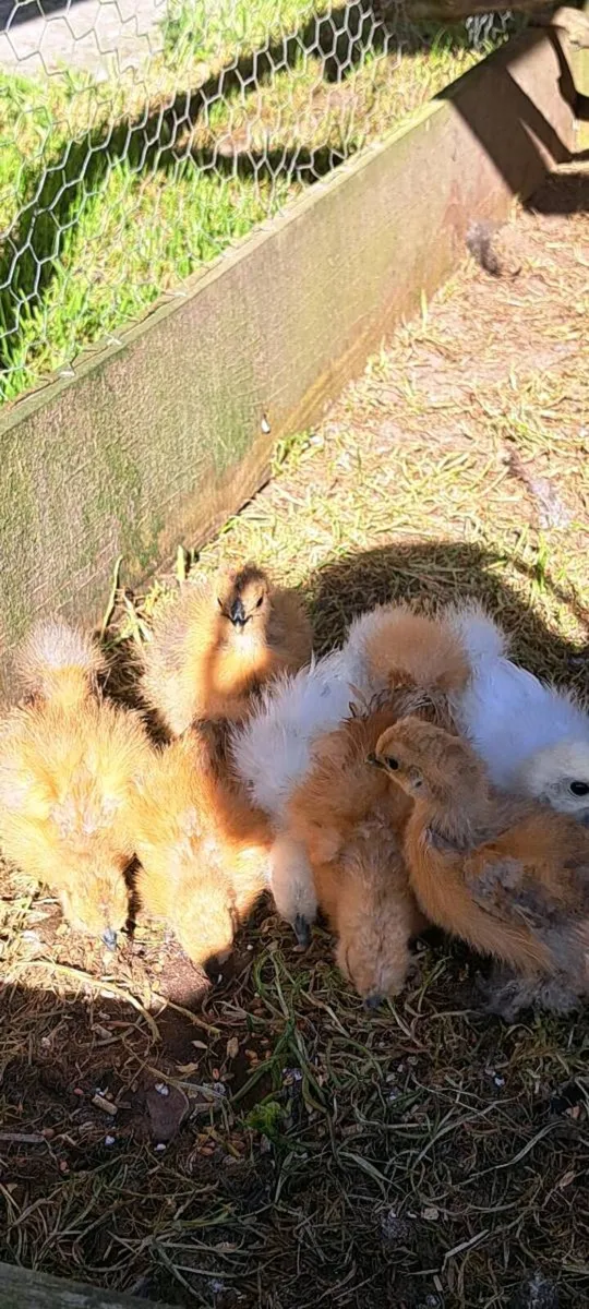 PB Silkie chickens - Image 3