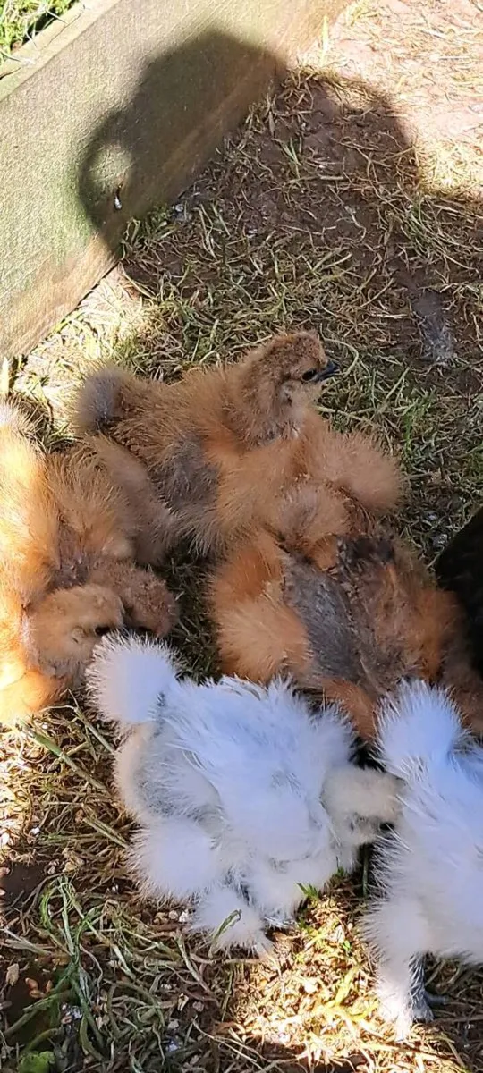 PB Silkie chickens - Image 2