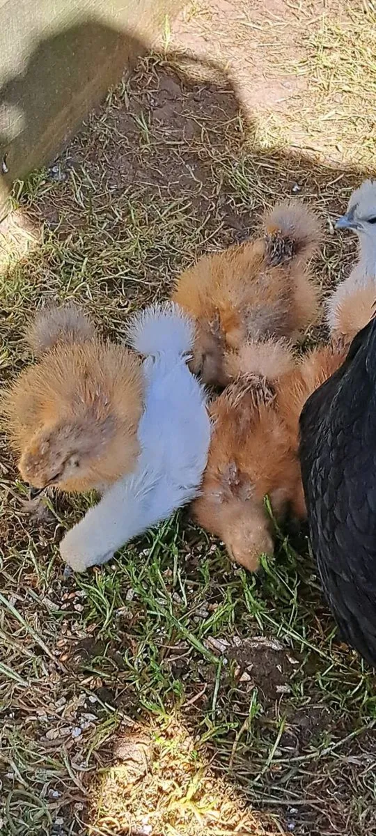PB Silkie chickens - Image 4