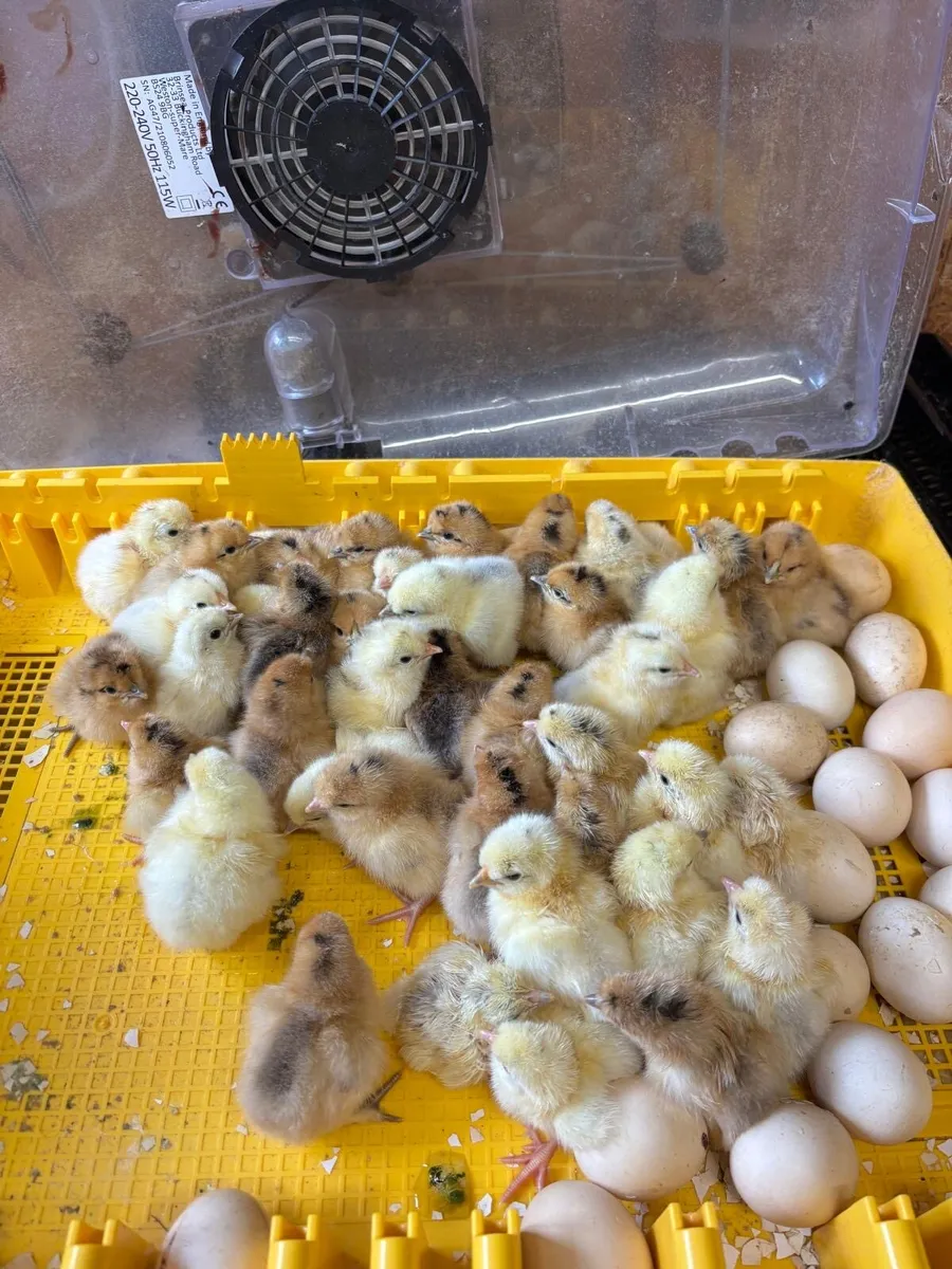 Goldtops day old chicks to growers - Image 2