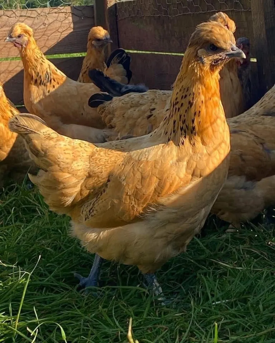 Goldtops day old chicks to growers - Image 1
