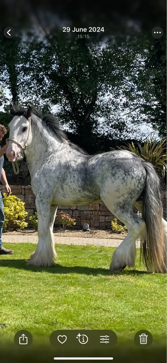 At Stud : Blue Blagdon Stallion - Image 2