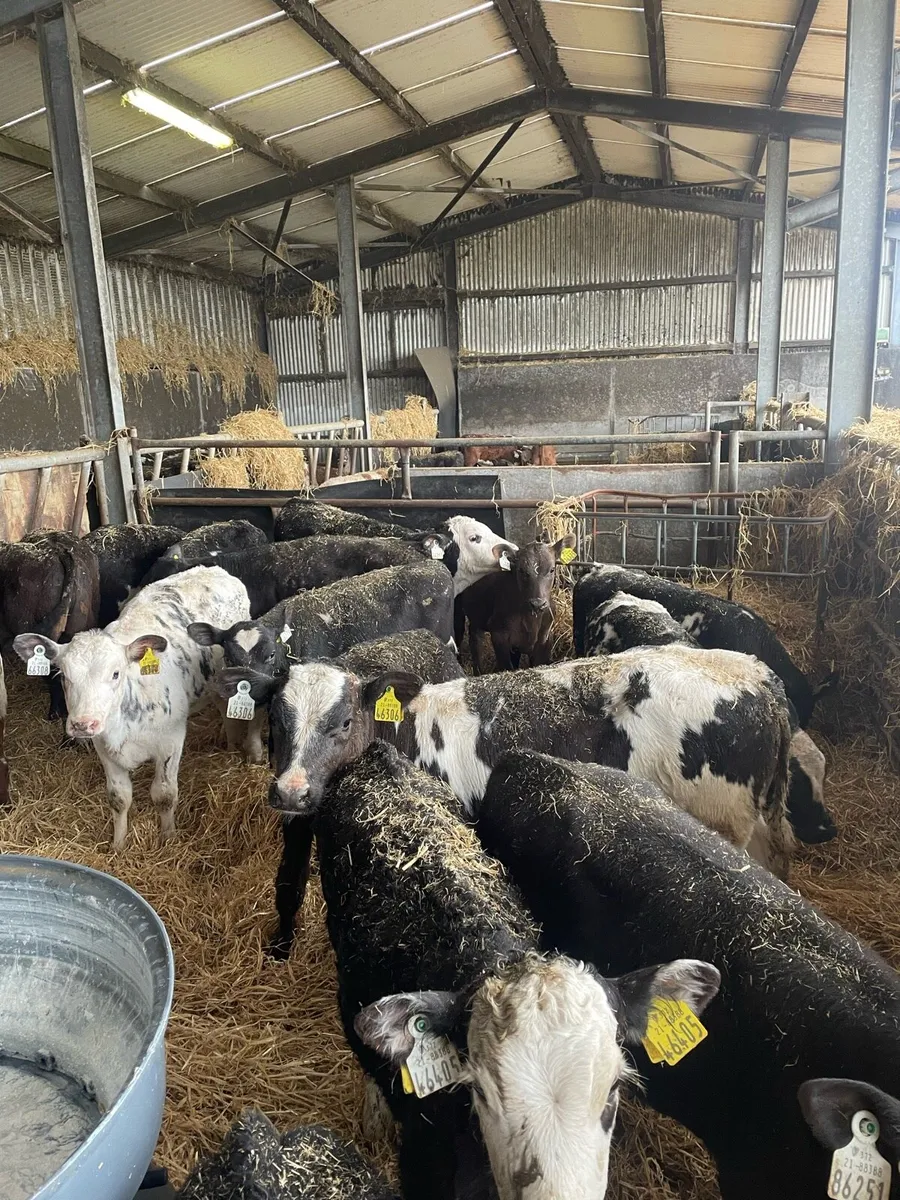 Reared Belgian Blue, Angus, Hereford Calves - Image 1