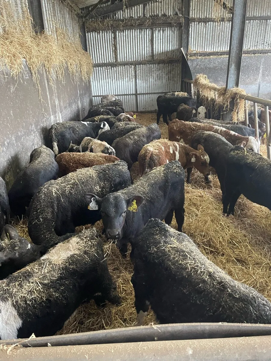 Reared Belgian Blue, Angus, Hereford Calves - Image 2