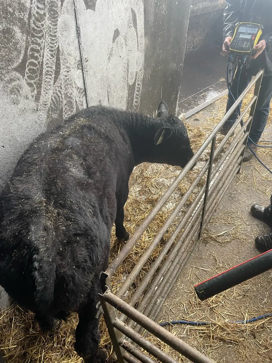 Reared Belgian Blue, Angus, Hereford Calves - Image 4