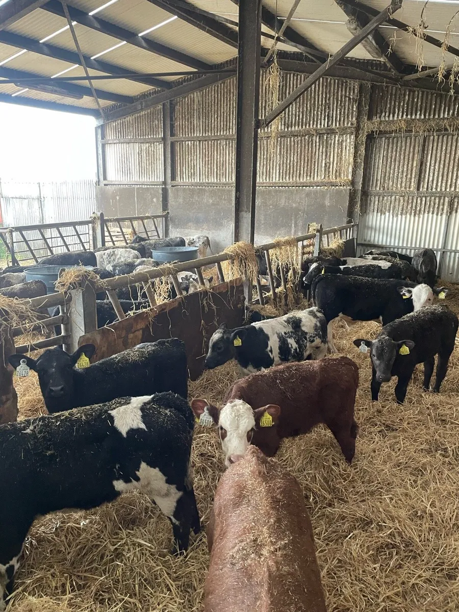 Reared Belgian Blue, Angus, Hereford Calves - Image 3