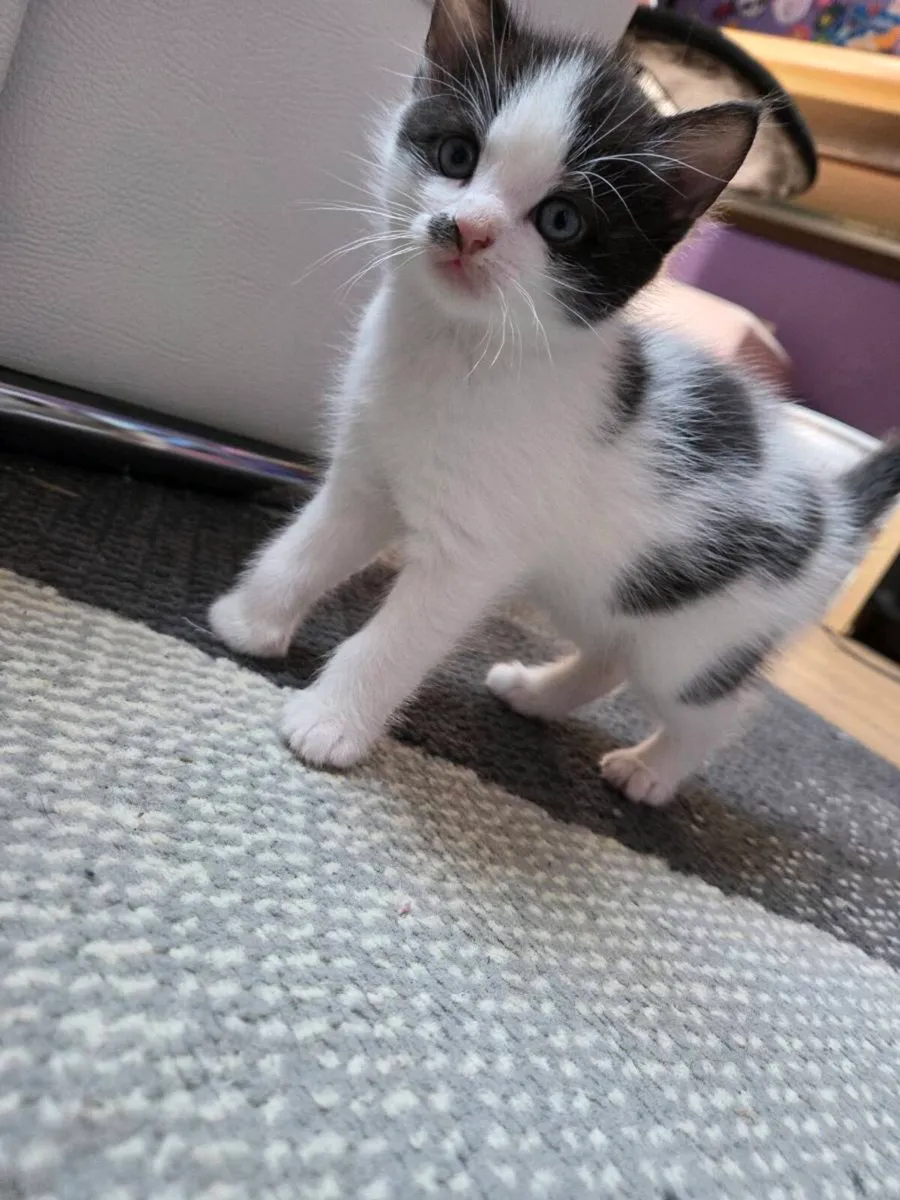 Kittens - Image 1