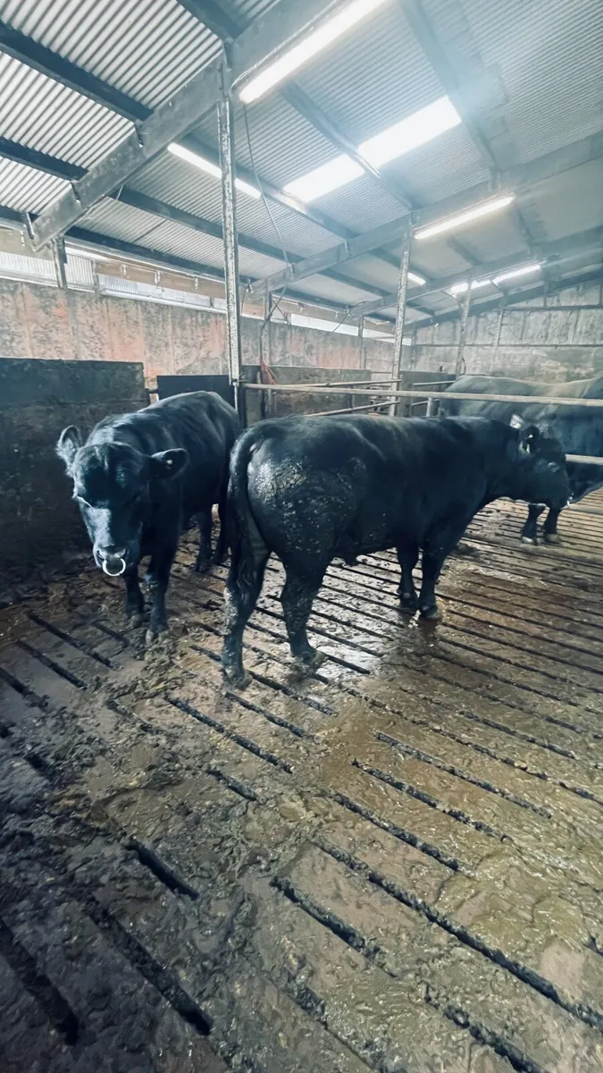 Aberdeen Angus bulls - Image 1