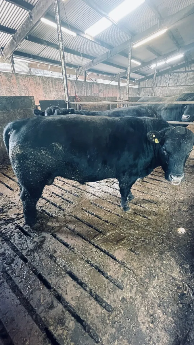 Aberdeen Angus bulls - Image 2