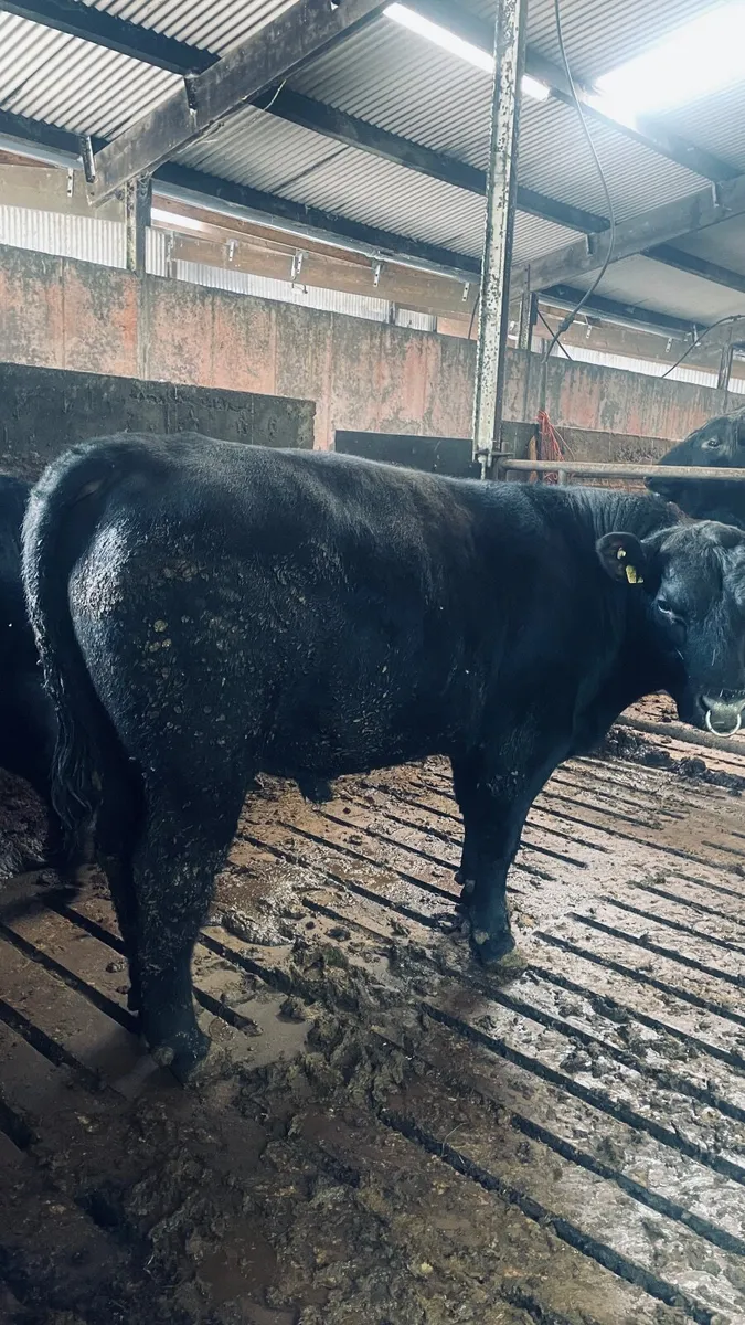 Aberdeen Angus bulls - Image 4