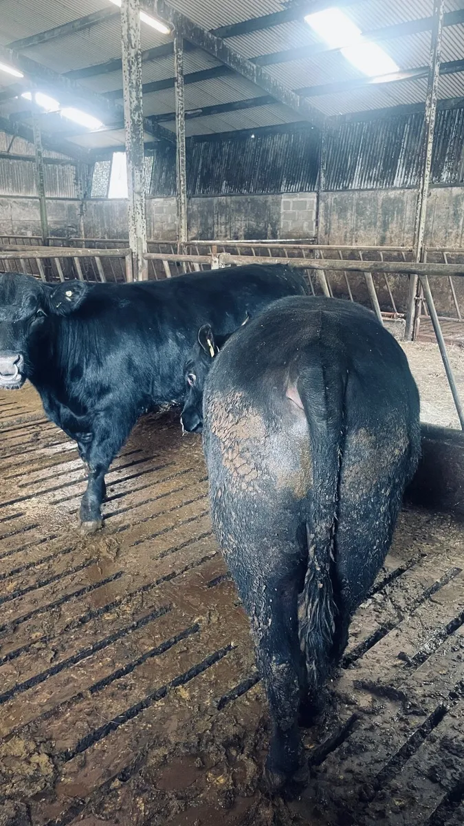 Aberdeen Angus bulls - Image 3