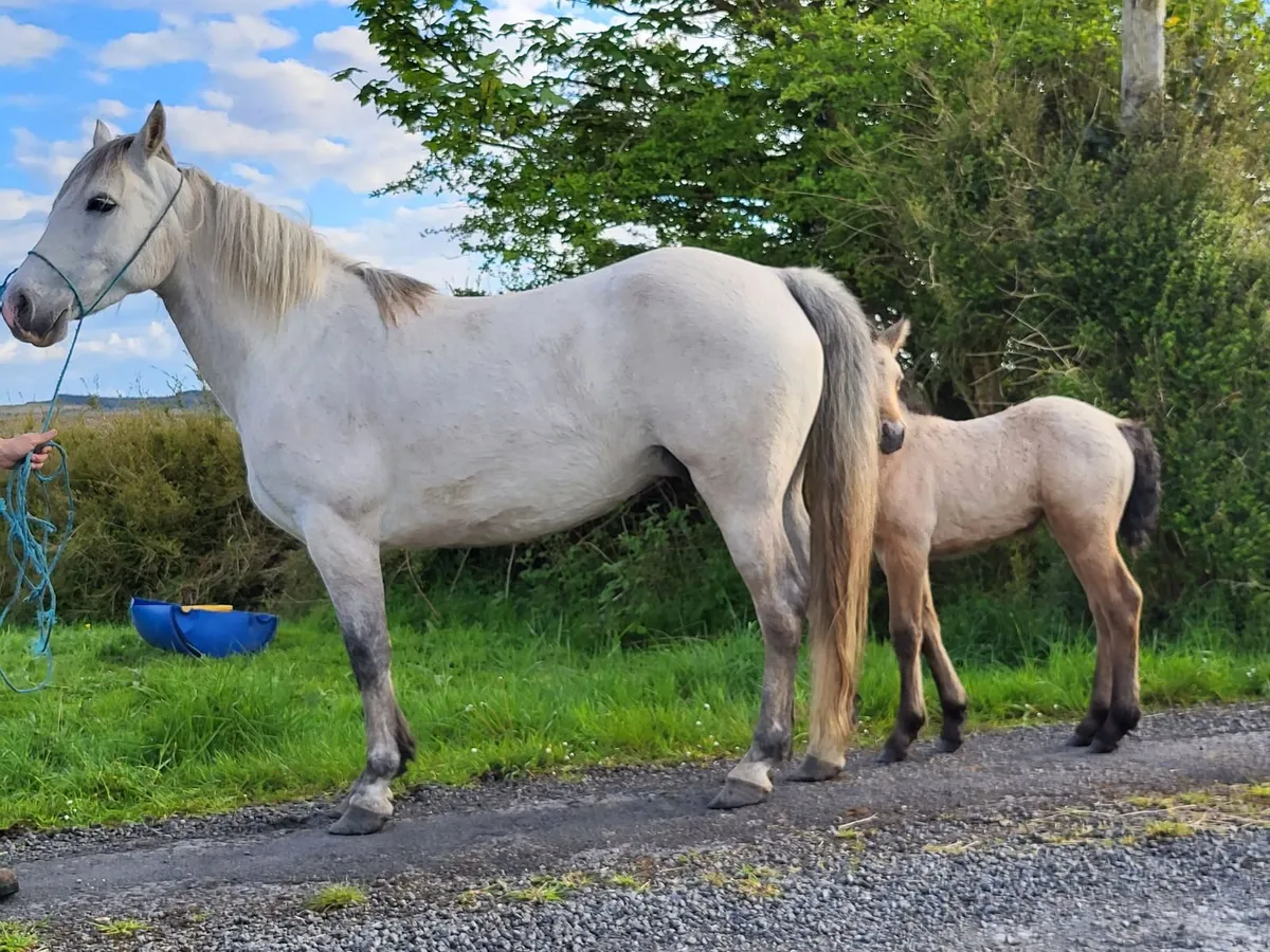 Clifden Mart Sunday 17th May - Image 3