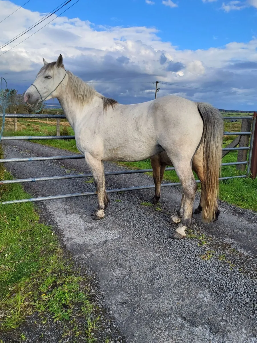Clifden Mart Sunday 17th May - Image 4