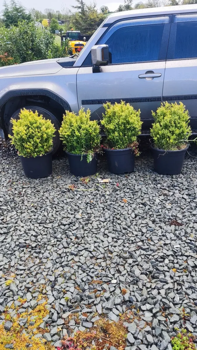 Instant Box Hedging 35 euro - Image 1