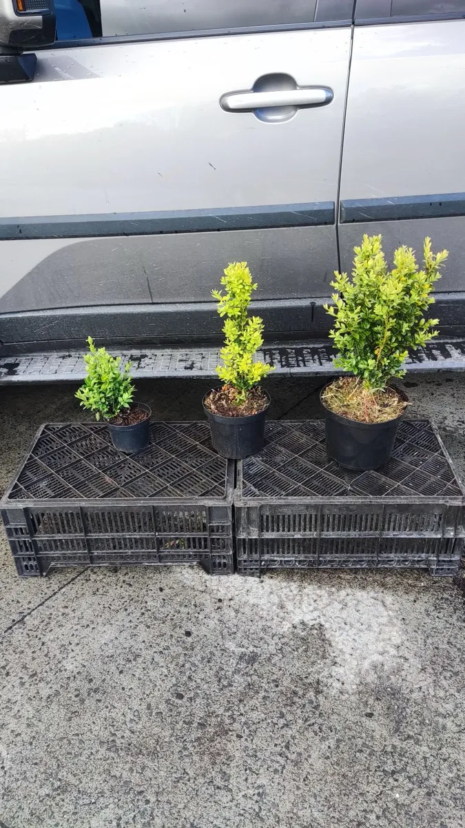 Instant Box Hedging 35 euro - Image 2