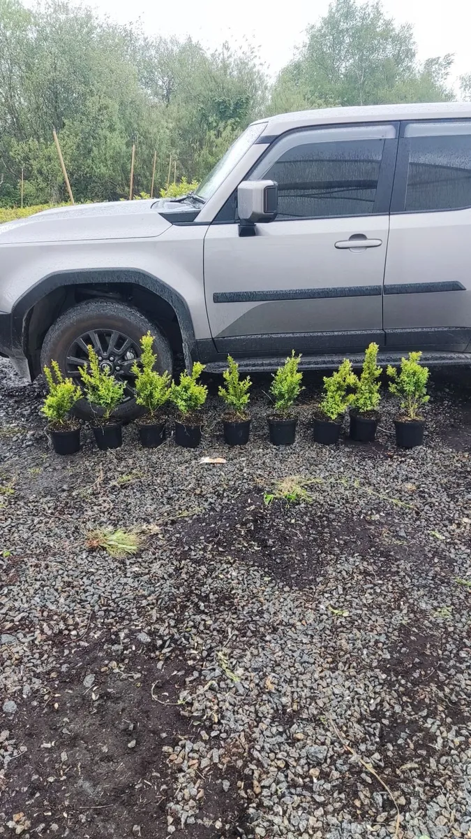 Instant Box Hedging 35 euro - Image 3