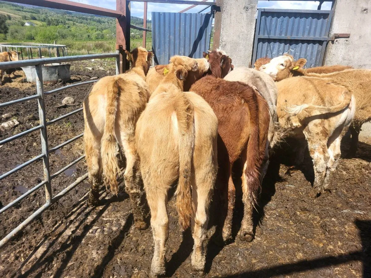 10 heifers - Image 2