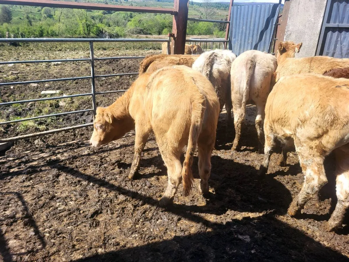 10 heifers - Image 3