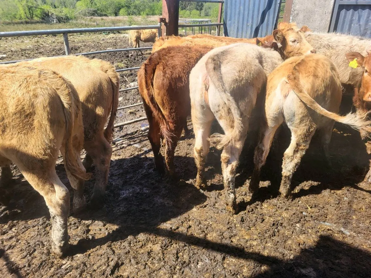 10 heifers - Image 4