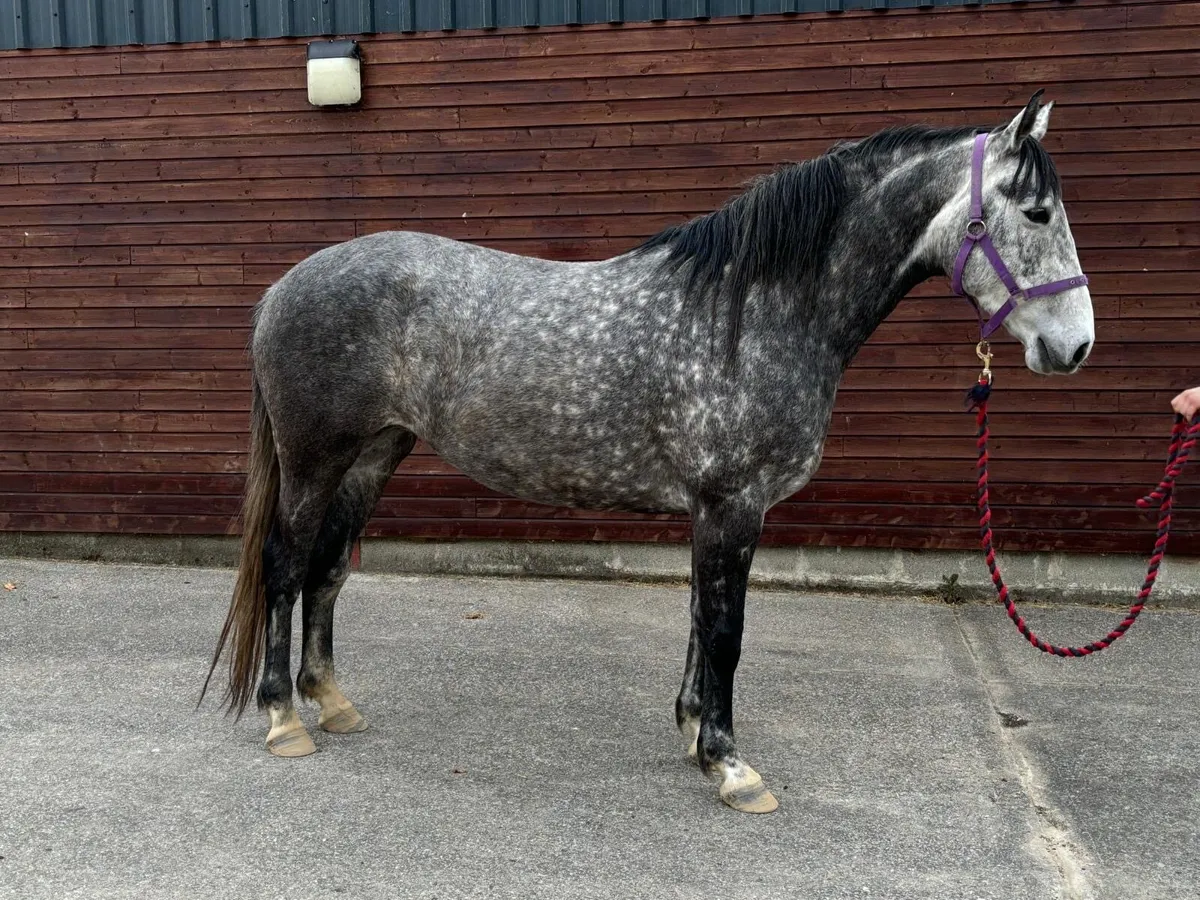 7y/o 16hh Irish Draught x mare - Image 1