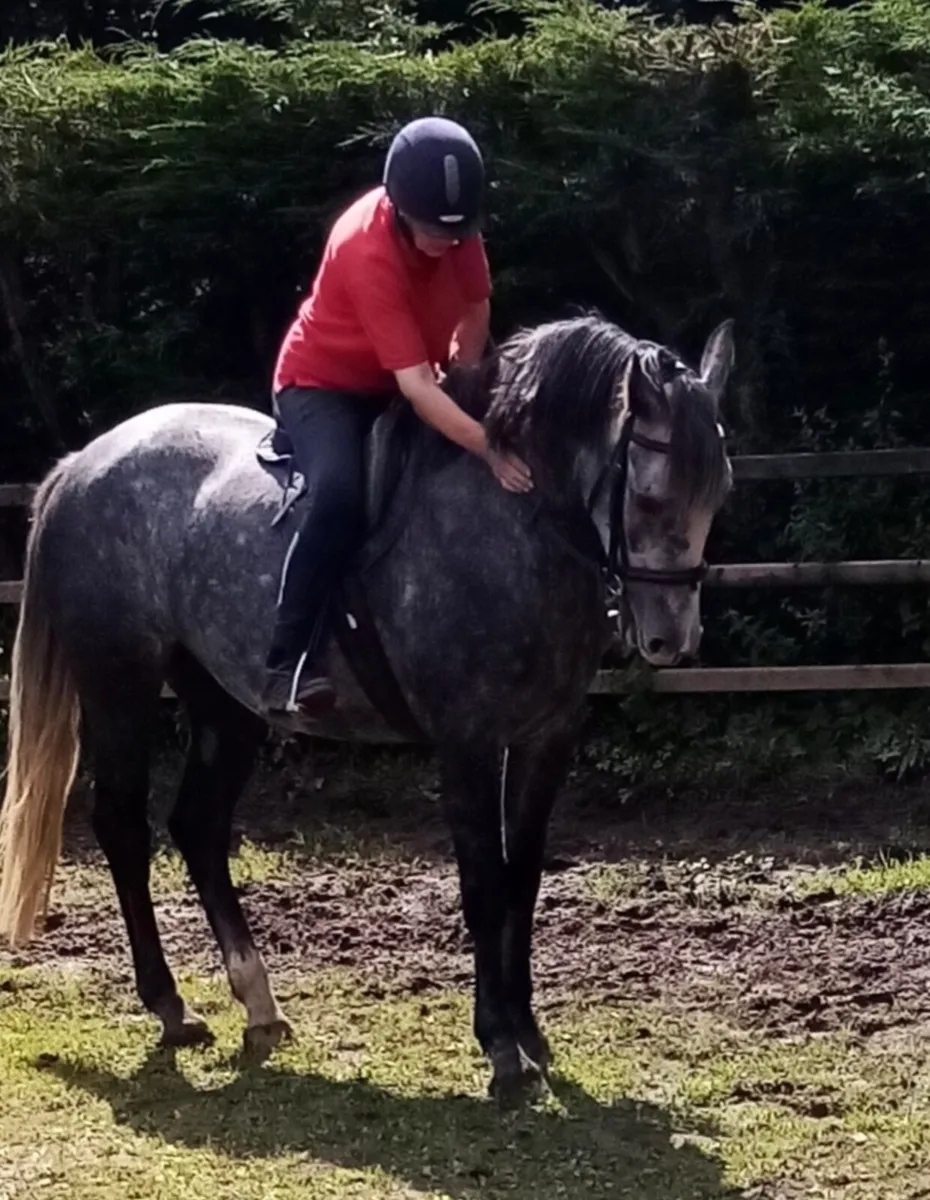 ISP 6YR OLD FILLY 16.HH WELL BRED - Image 1