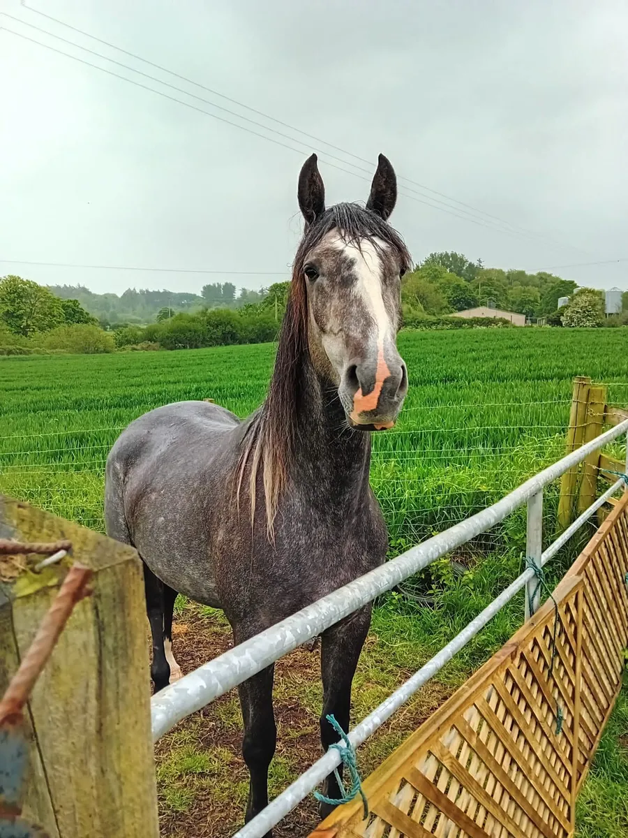 ISP 6YR OLD FILLY 16.HH WELL BRED - Image 2