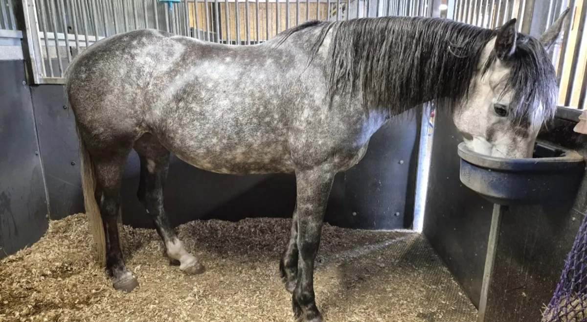ISP 6YR OLD FILLY 16.HH WELL BRED - Image 3