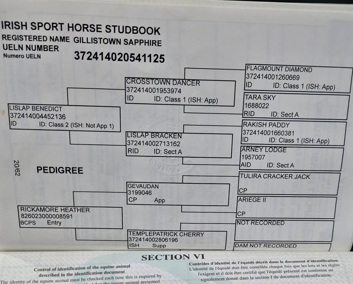 ISP 6YR OLD FILLY 16.HH WELL BRED - Image 4