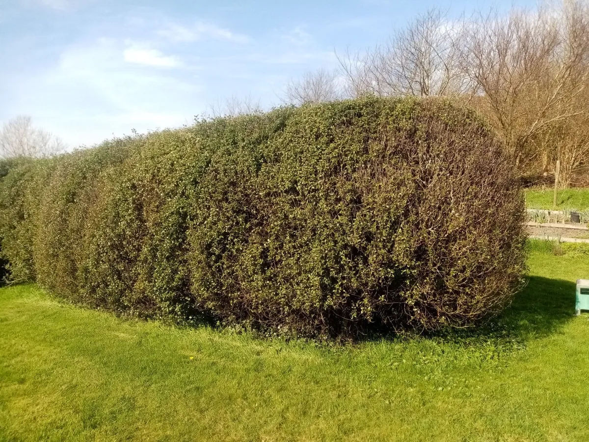 Hedging plants for sale: Pittosporum Tenuifolium - Image 1