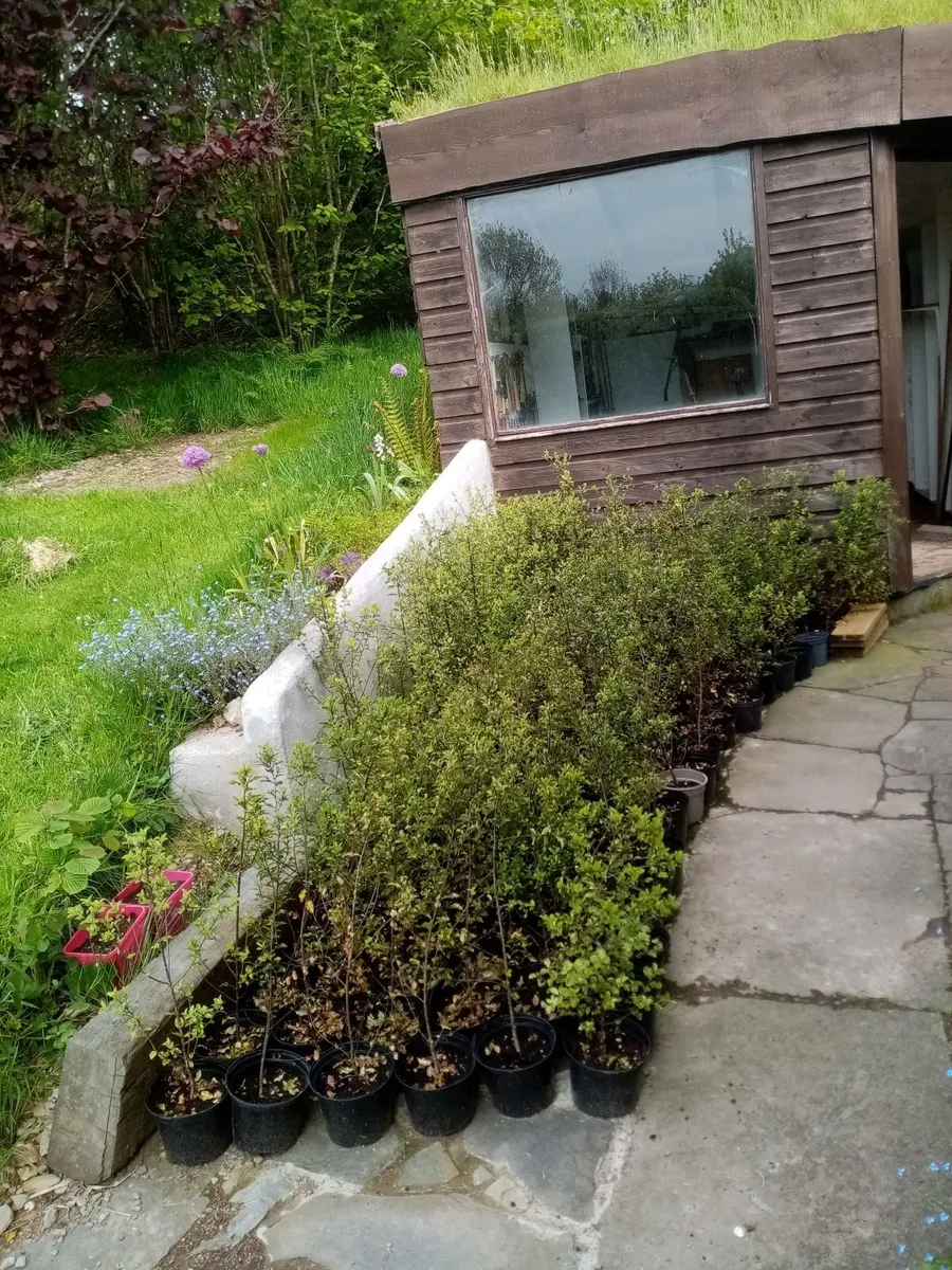 Hedging plants for sale: Pittosporum Tenuifolium - Image 4