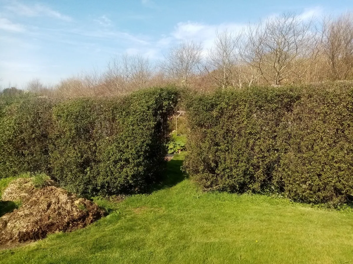 Hedging plants for sale: Pittosporum Tenuifolium - Image 2