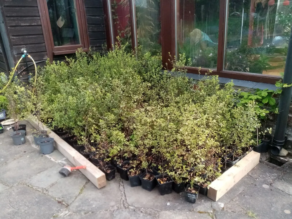 Hedging plants for sale: Pittosporum Tenuifolium - Image 3