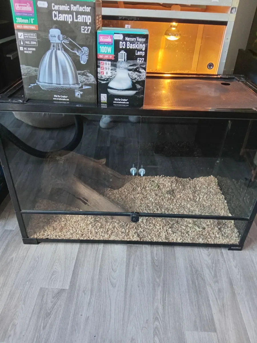 2 baby bearded dragons and complete set up - Image 2