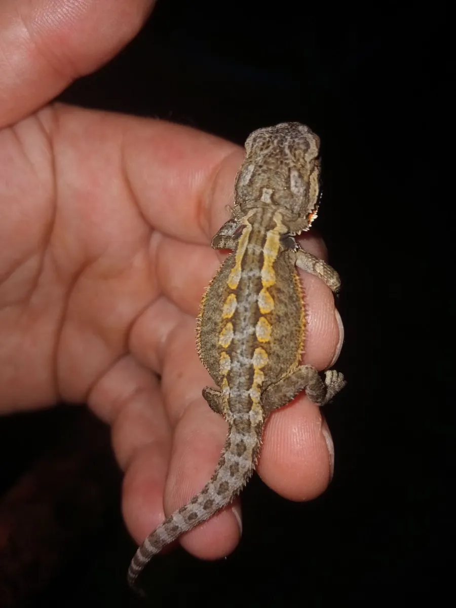 2 baby bearded dragons and complete set up - Image 4
