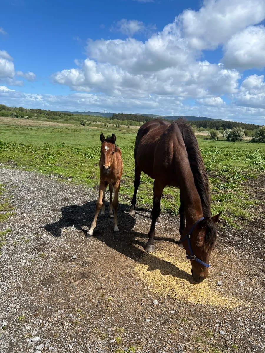 T B Mare / Colt Foal - Image 2