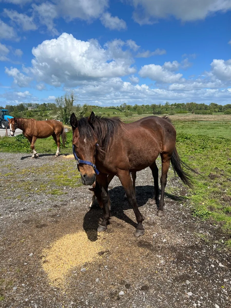 T B Mare / Colt Foal - Image 3
