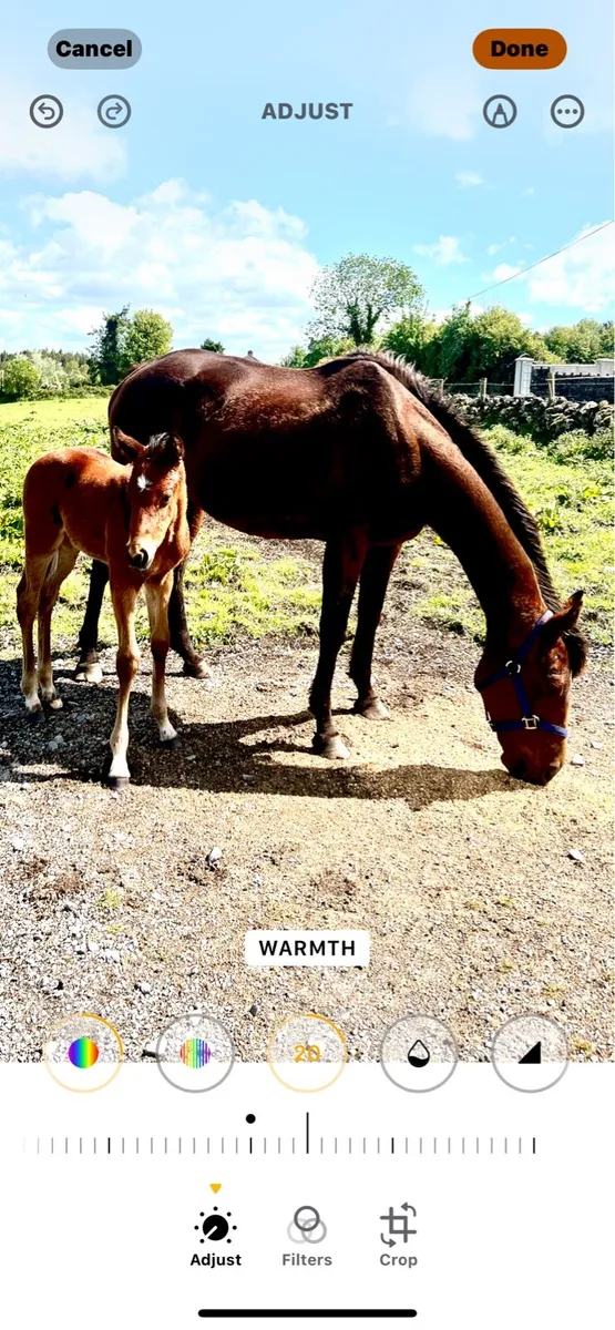 T B Mare / Colt Foal - Image 1