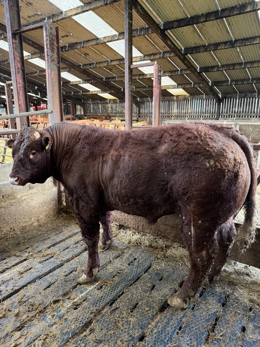 Saler bull - Image 2