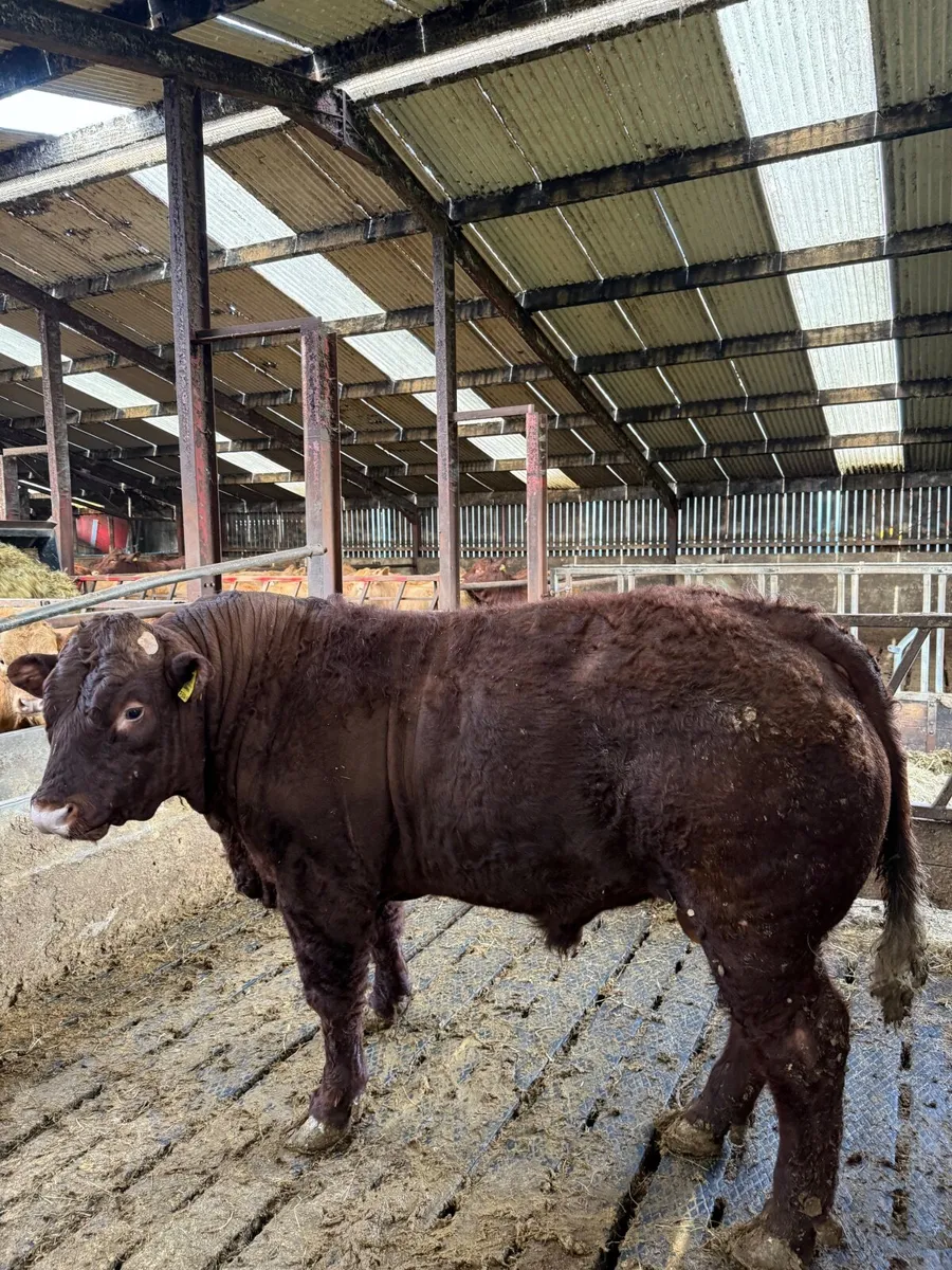 Saler bull - Image 1