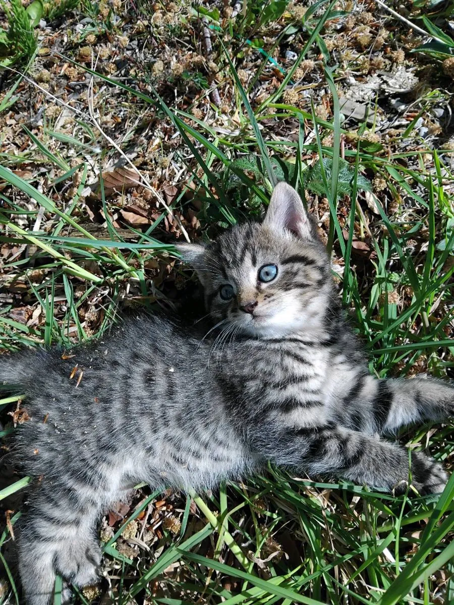 Kittens - Image 1