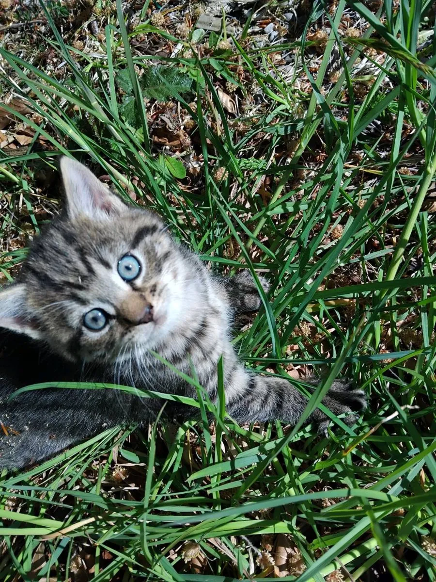 Kittens - Image 2