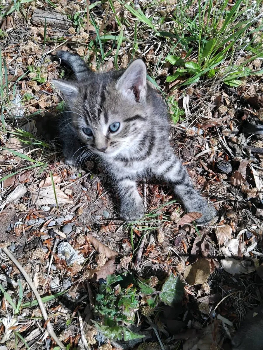 Kittens - Image 3