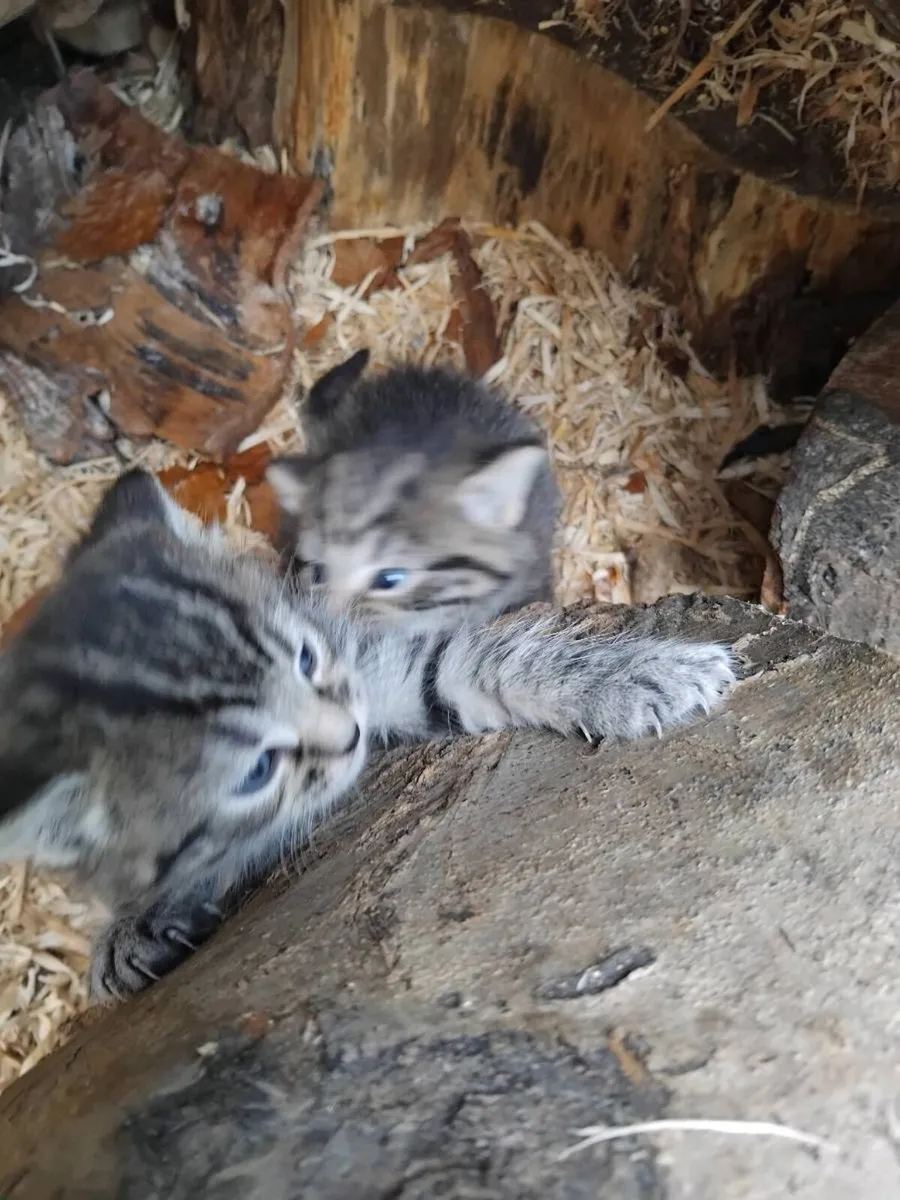 Kittens - Image 4