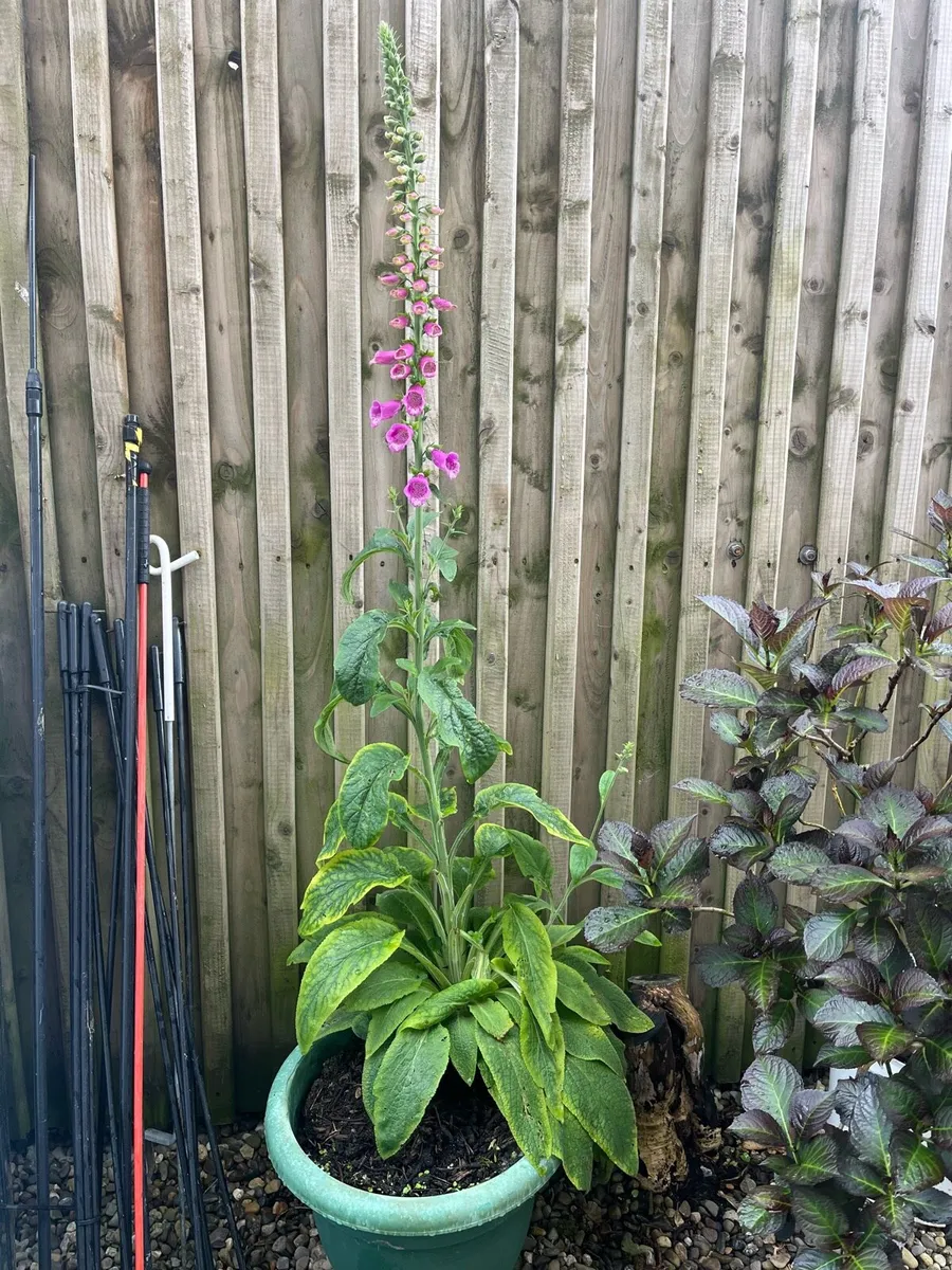 Foxglove plant in a big pot - Image 1