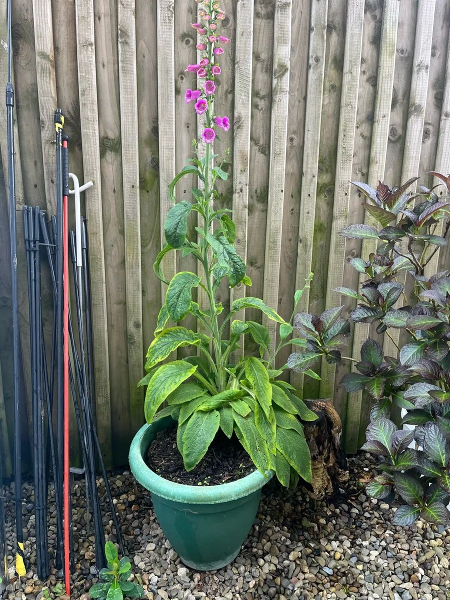 Foxglove plant in a big pot - Image 2