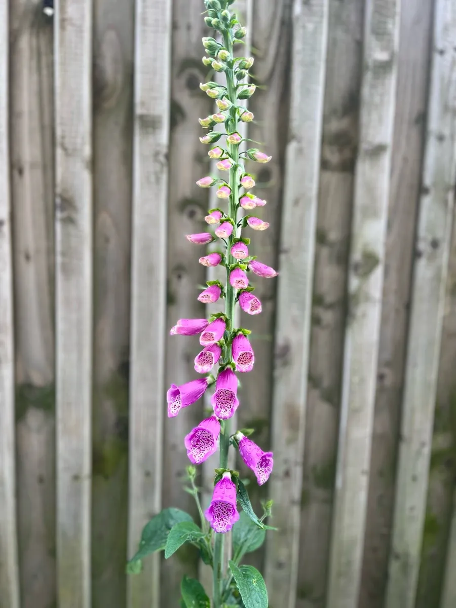 Foxglove plant in a big pot - Image 3