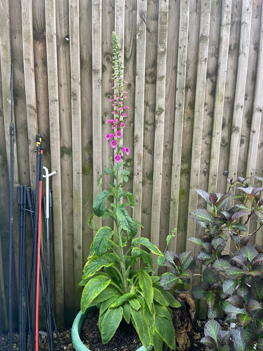 Foxglove plant in a big pot - Image 4
