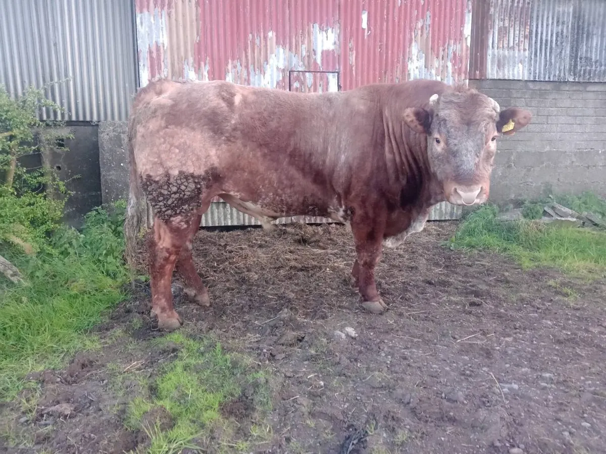 Roan Hybrid Bull - Image 1