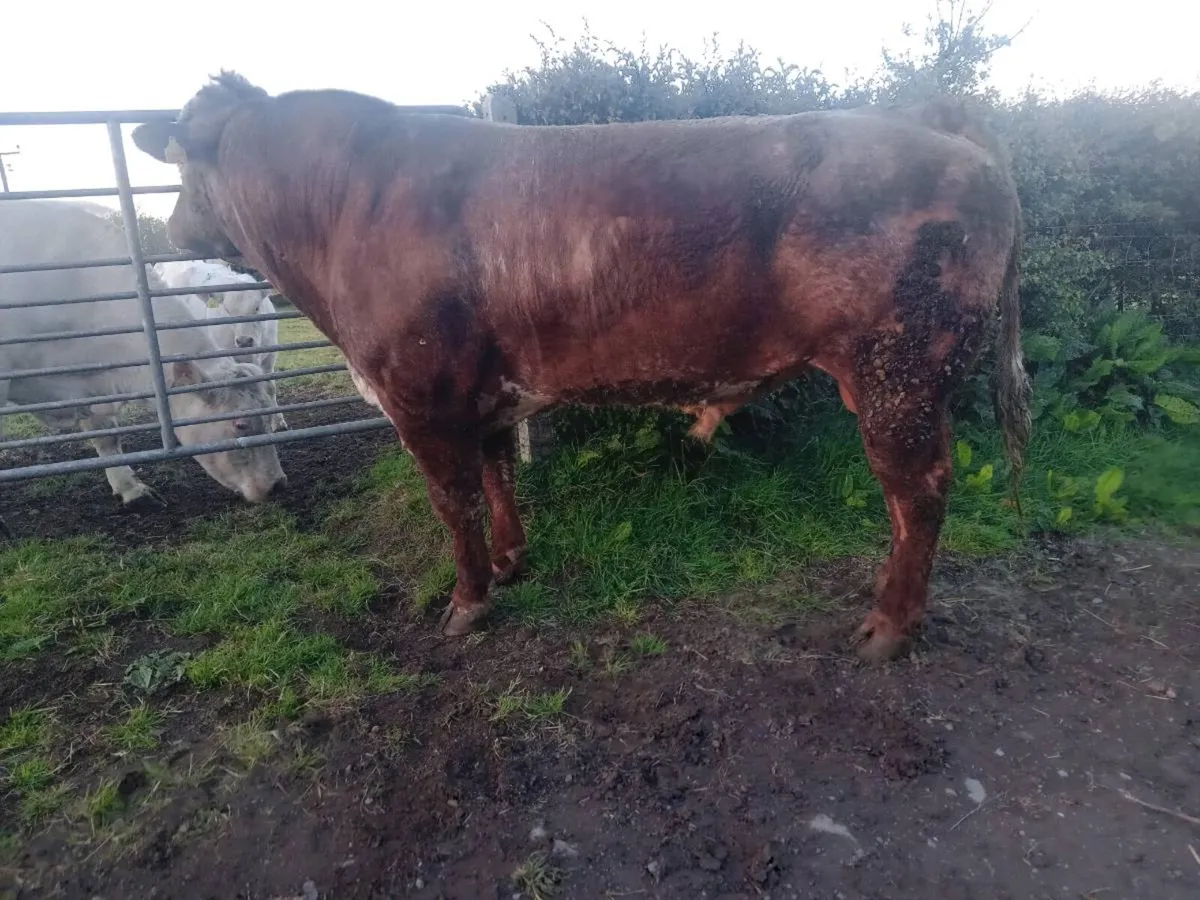 Roan Hybrid Bull - Image 2