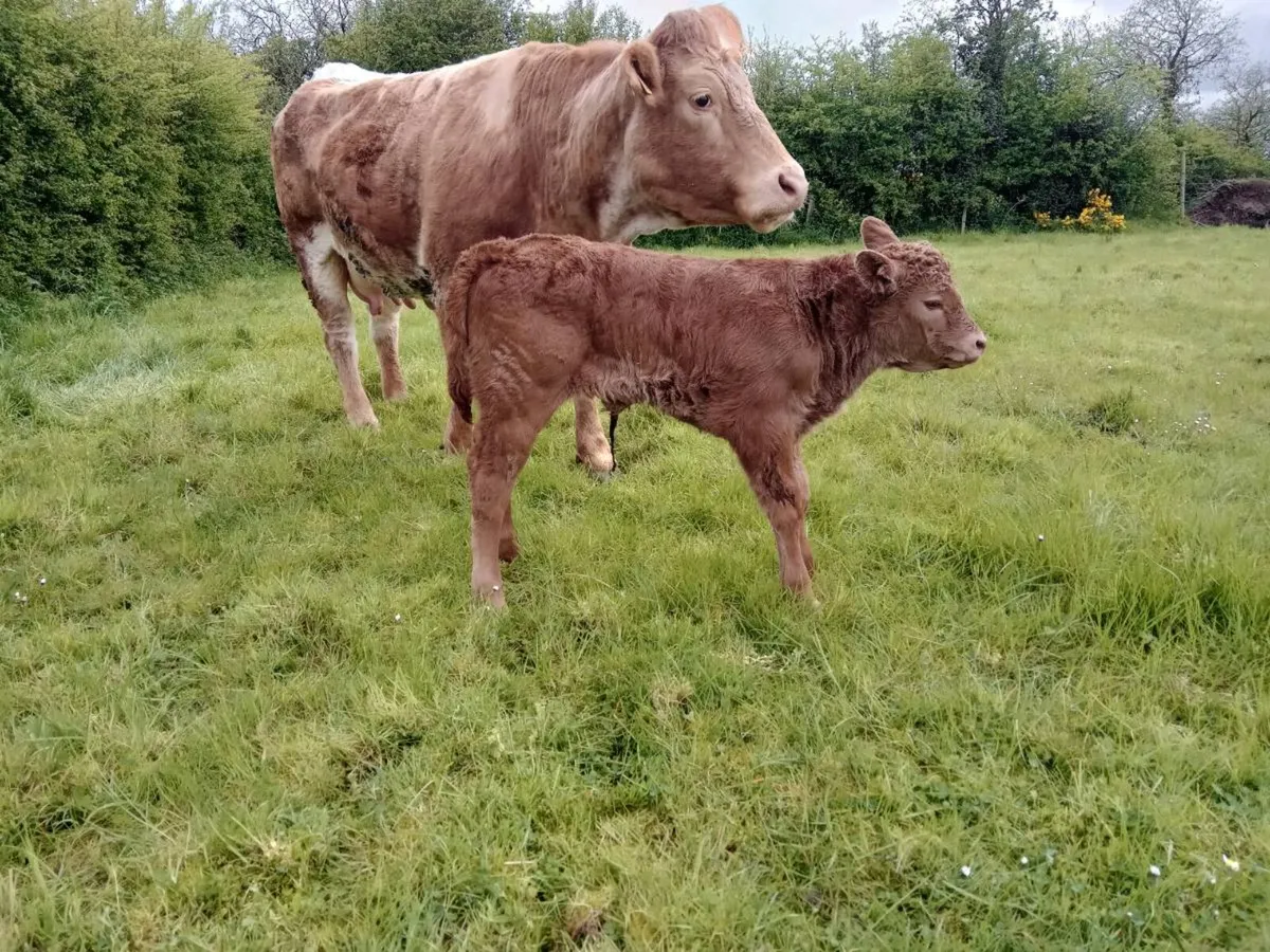 Roan Hybrid Bull - Image 3